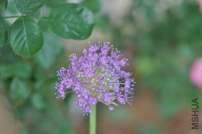 DSC_8450.JPG
