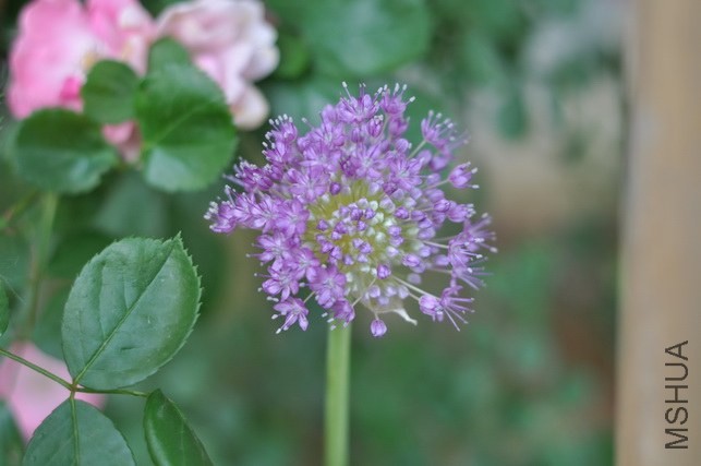 DSC_8451.JPG