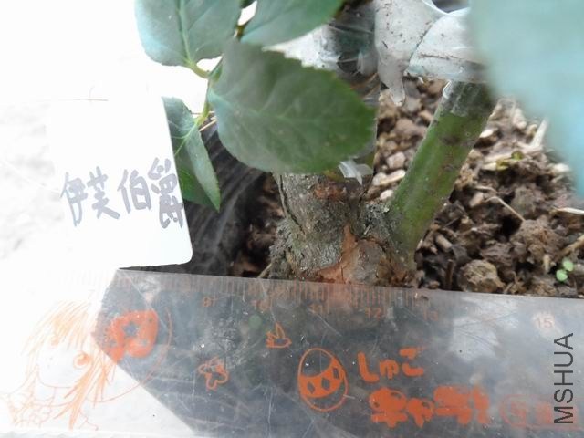 ������С SAM_1406.JPG