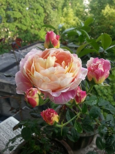 20140506_175513_��С��С.jpg