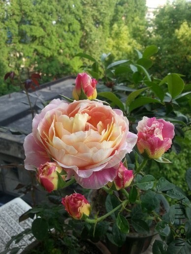 20140506_175552_��С��С.jpg