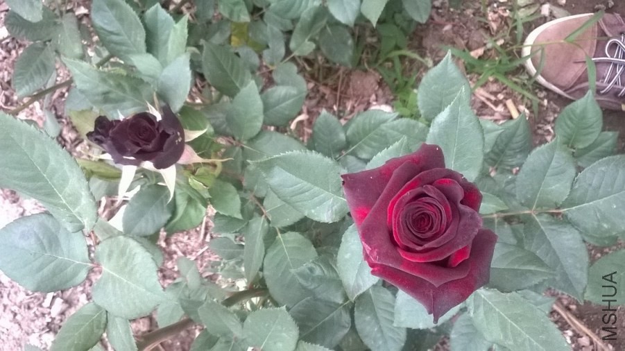 psb (22).jpg