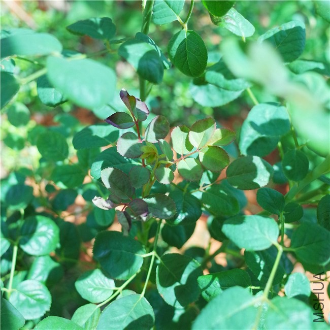 R0001544.jpg