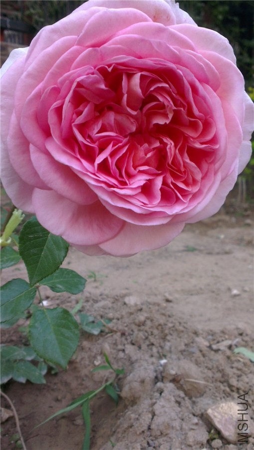 IMAG0793.jpg