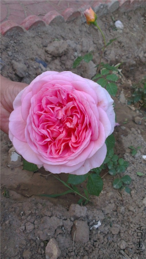 IMAG0792.jpg