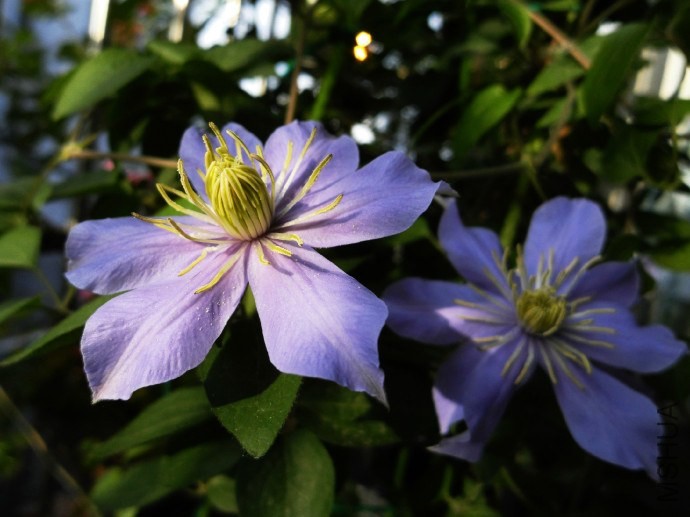 ��˹����ʼ����