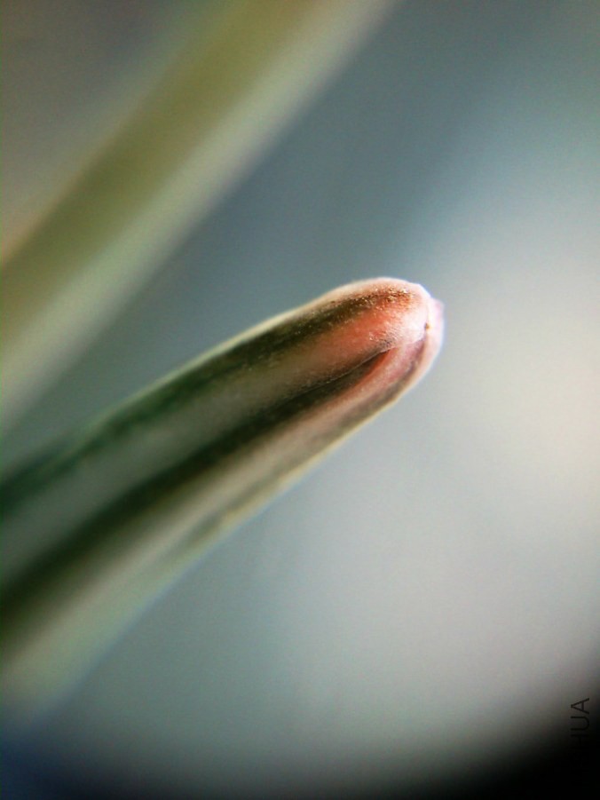 ������Ļ���