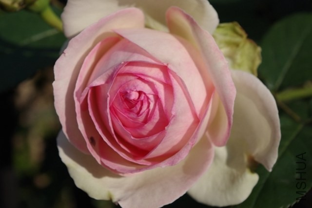 IMGP0908.JPG