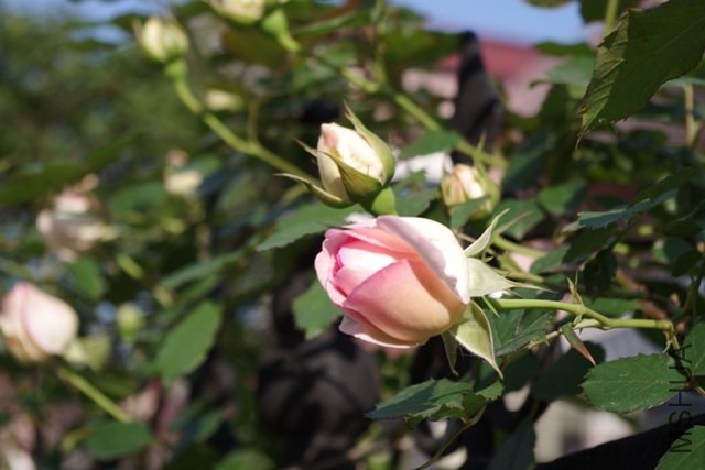 IMGP0909.JPG