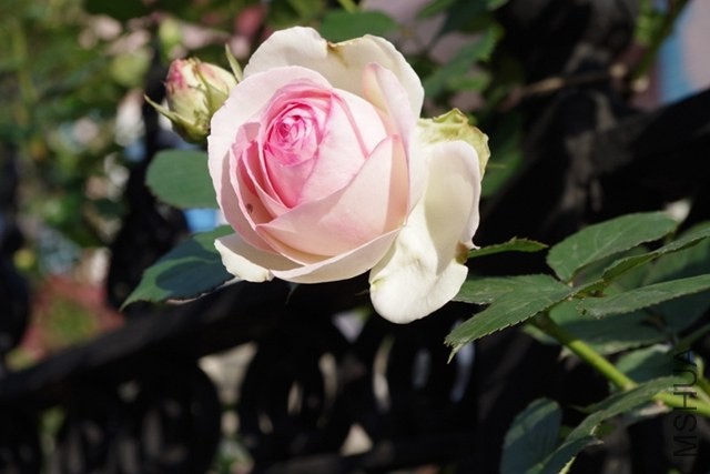 IMGP0910.JPG