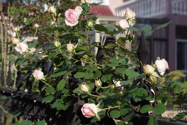 IMGP0907.JPG