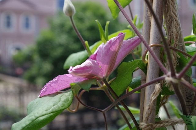 IMGP0814.JPG