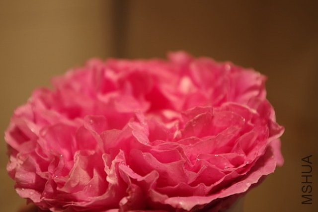 IMGP0900.JPG