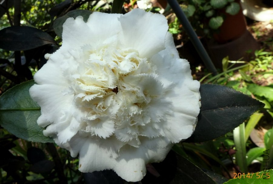 P1670567-.jpg