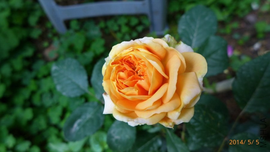 P1670170-.jpg