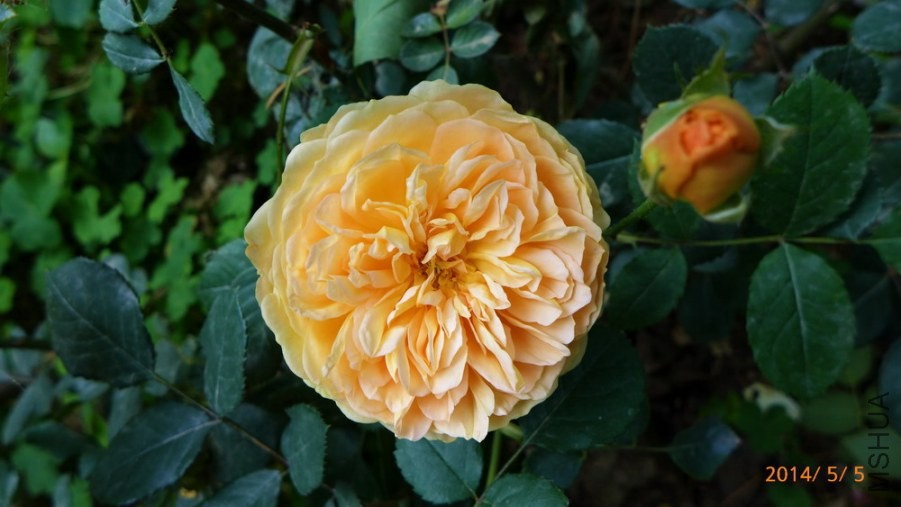 P1670166-.jpg