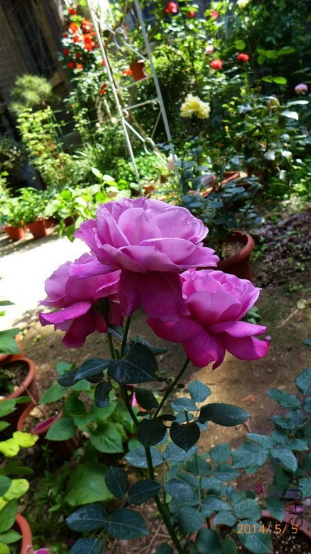 P1670136-.jpg
