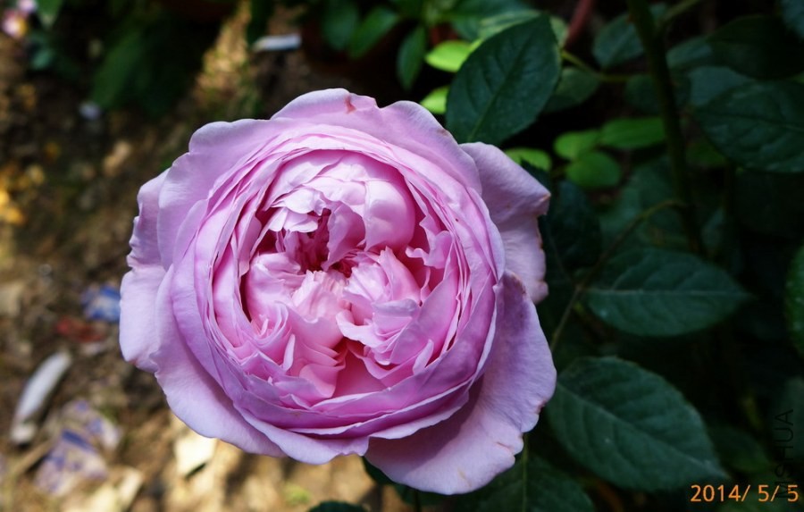 P1670122-.jpg