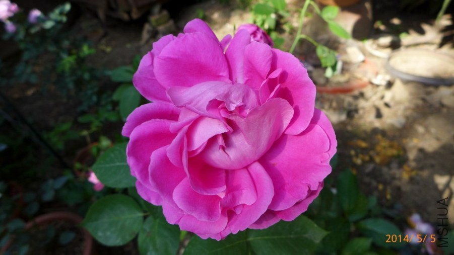 P1670074-.jpg