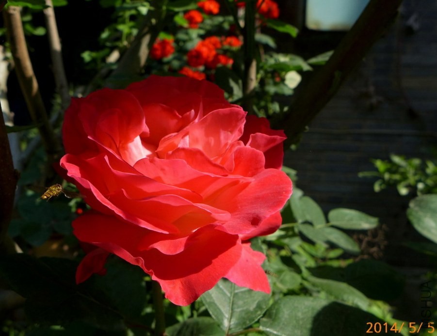 P1670058-.jpg