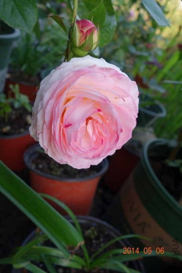 DSC01040.JPG