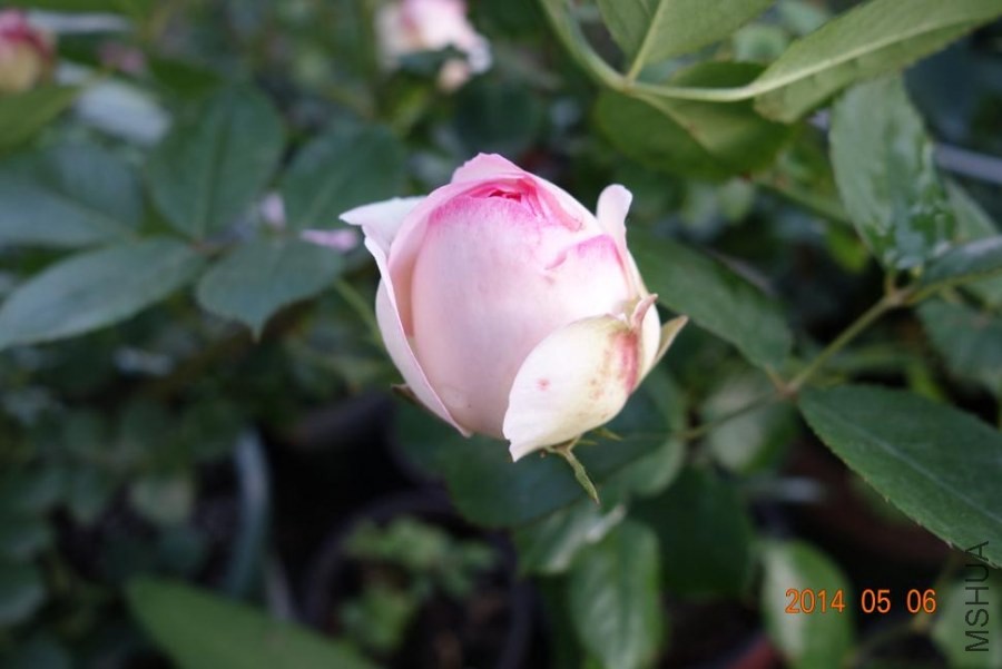 DSC01041.JPG