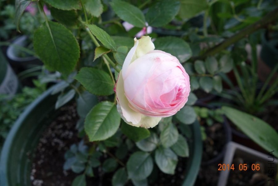DSC01042.JPG