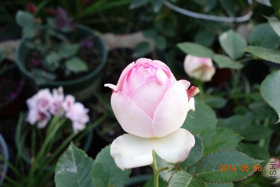 DSC01044.JPG