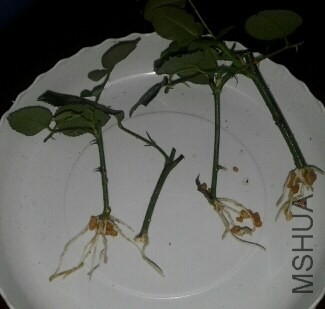 20140503_19374122.jpg