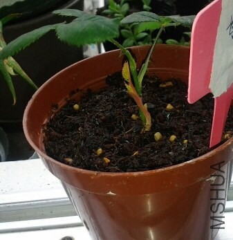 20140504_12361336.jpg