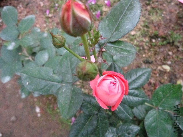 DSC01854.JPG