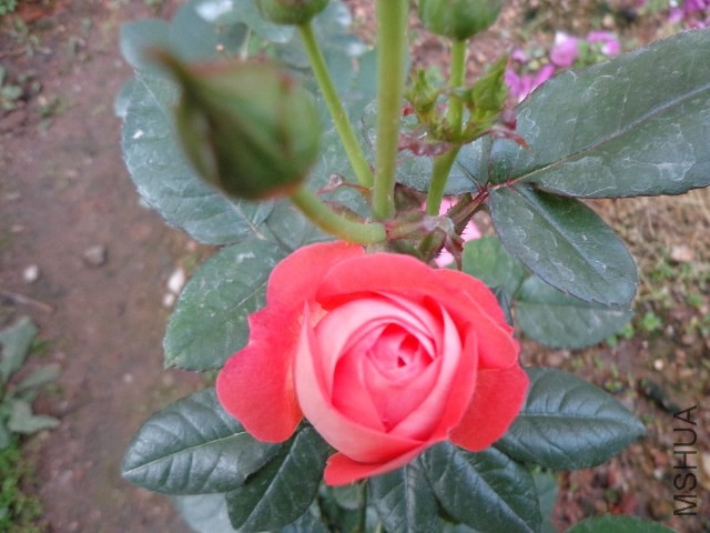 DSC01870.JPG
