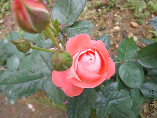 DSC01893.JPG