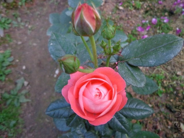 DSC01912.JPG