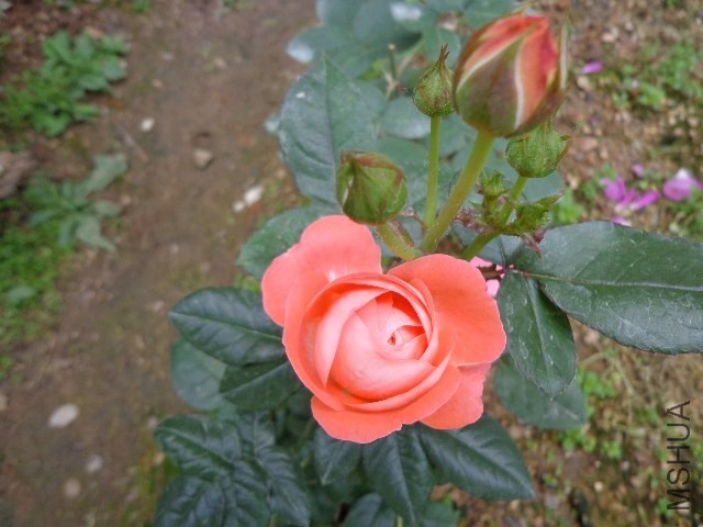 DSC01894.JPG