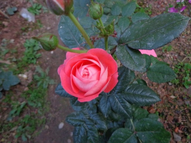 DSC01915.JPG