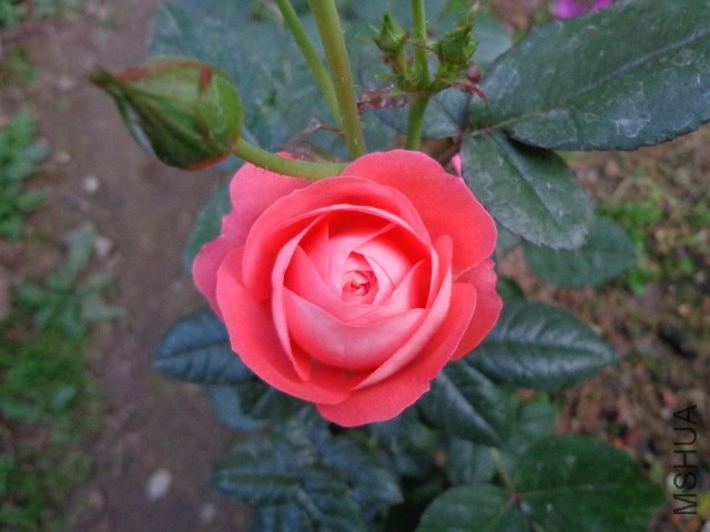 DSC01913.JPG
