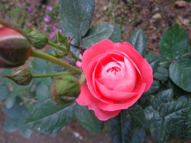 DSC01914.JPG