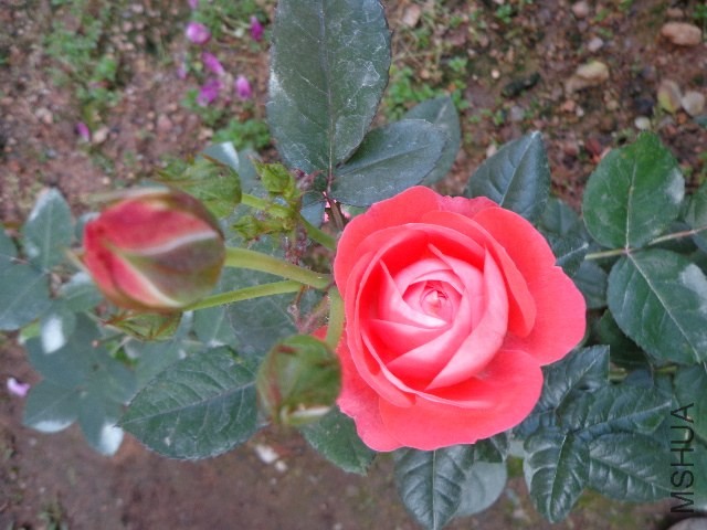 DSC01925.JPG