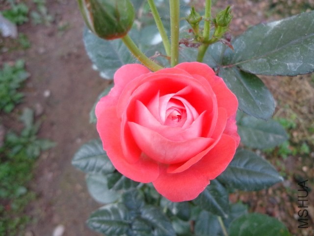 DSC01924.JPG