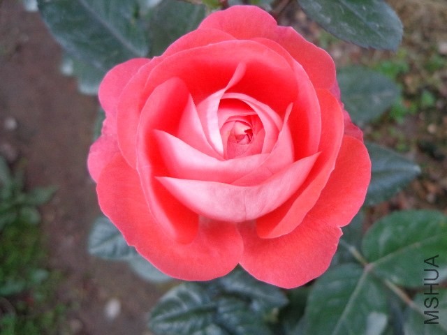 DSC01955.JPG