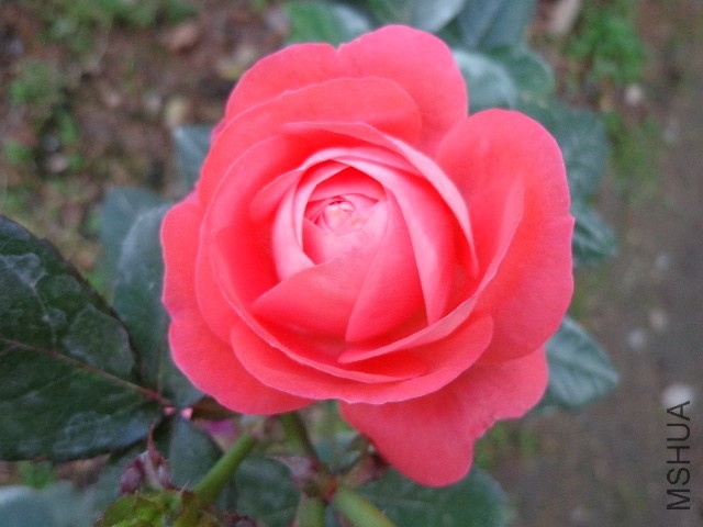 DSC01956.JPG