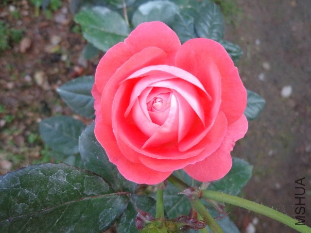 DSC01957.JPG
