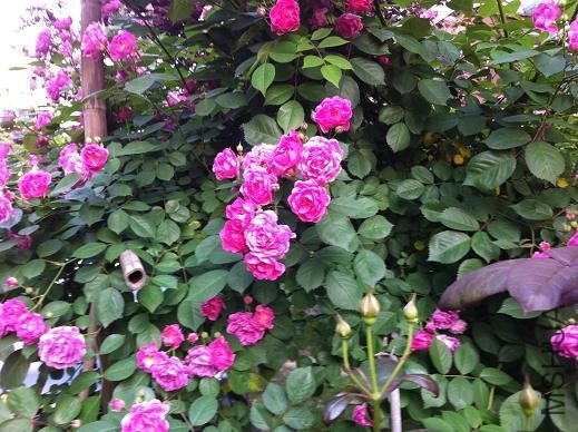 ��Ƭ 024.jpg