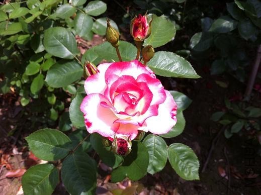 ��Ƭ 038.jpg