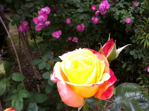 ��Ƭ 040.jpg