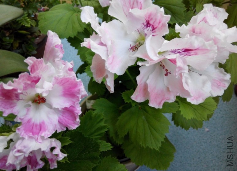 2014-05-073_����.jpg