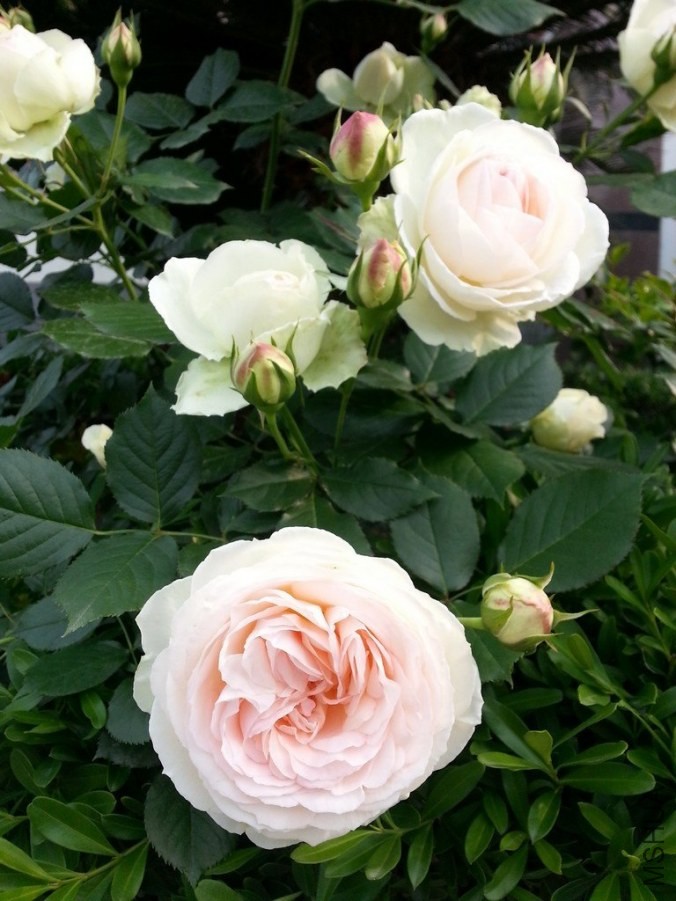 20140430_081401.jpg