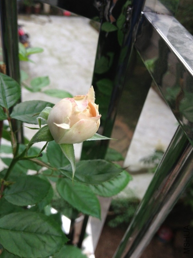 QQͼƬ20140507172516.jpg