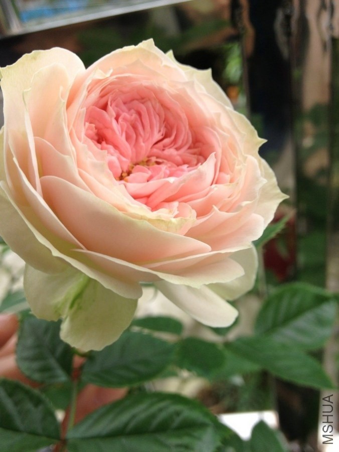 QQͼƬ20140507172548.jpg